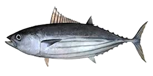 Skipjack Tuna