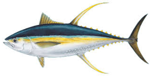 Yellowfin Tuna